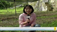 种植松茸一亩多少成本