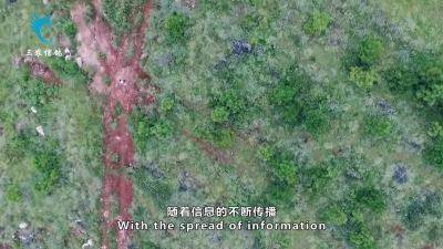 八仙草 功效与作用