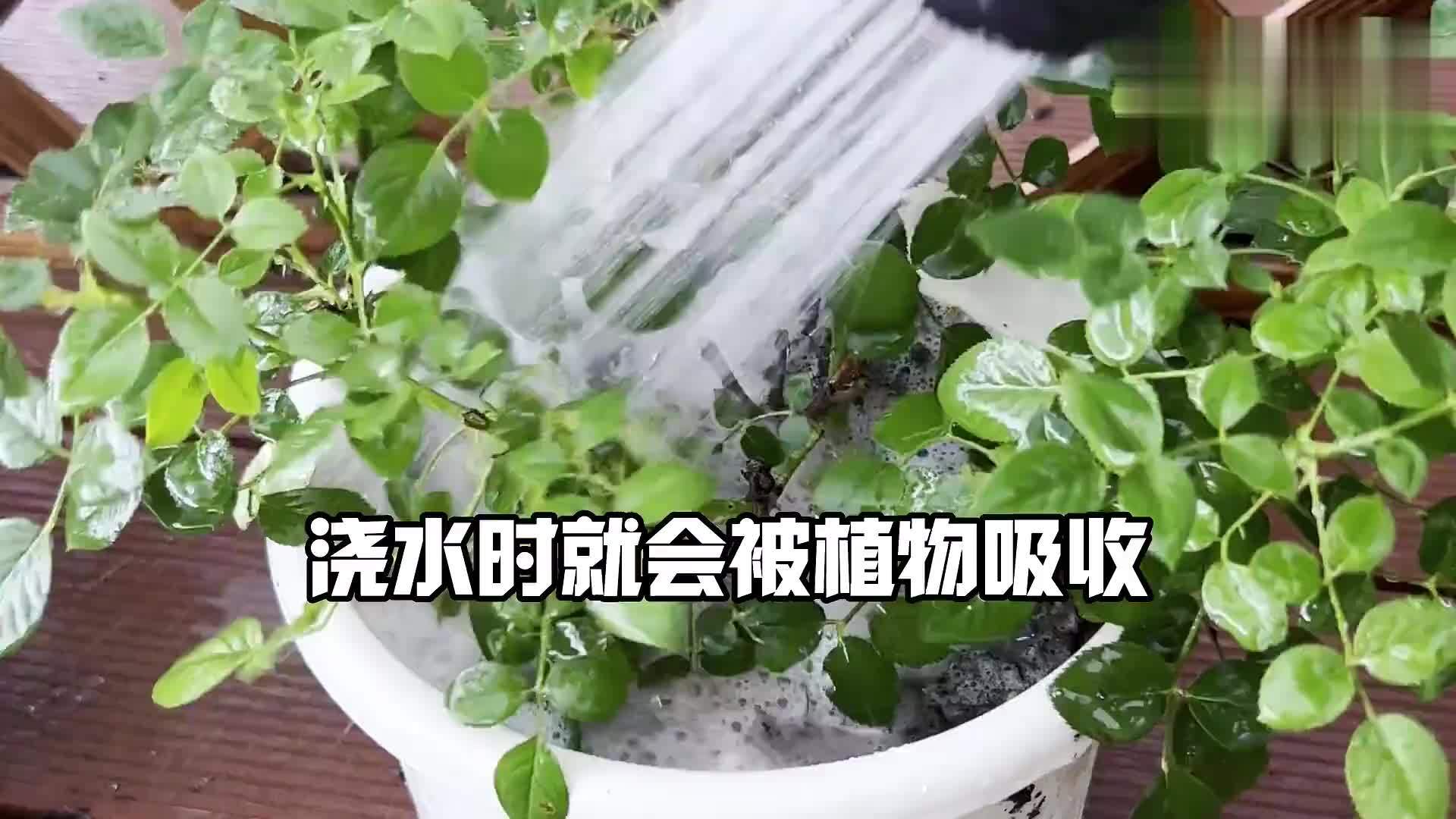 花里有昆虫怎么治疗