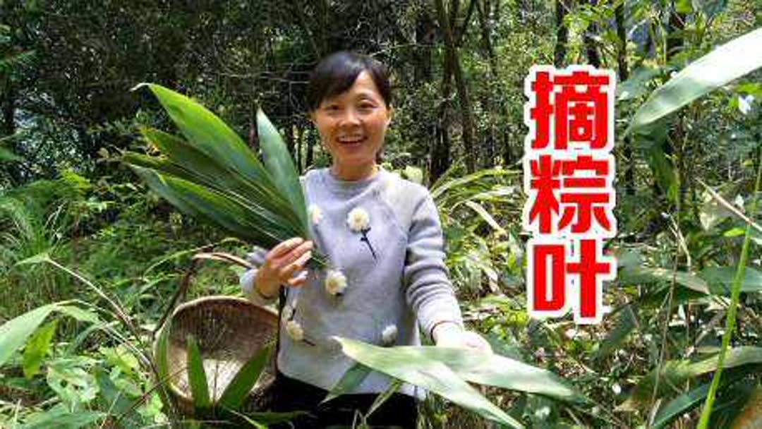 南方粽叶是什么植物的叶子