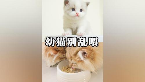 抖音上的猫粮