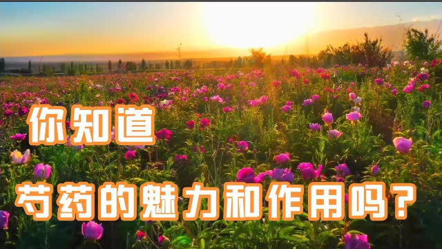 芍药 药理作用(02/01更新)