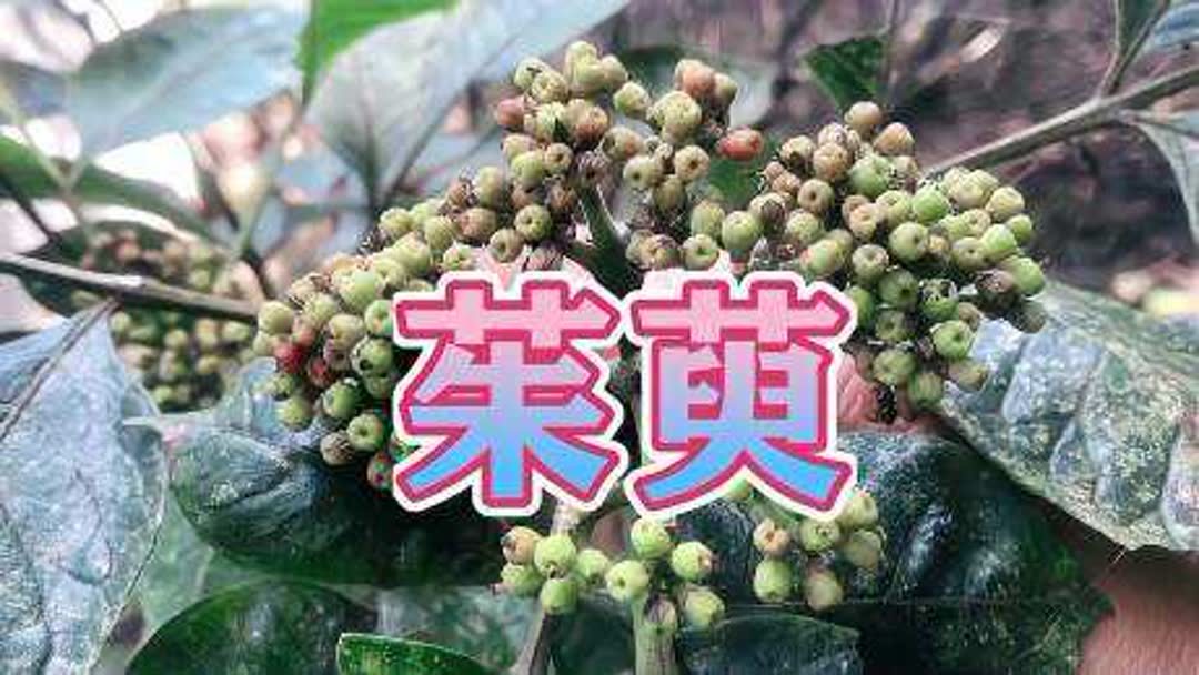 吴茱萸有什么功效(吴茱萸有什么功效)