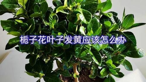 栀子花叶子发黄干枯掉叶子怎么办