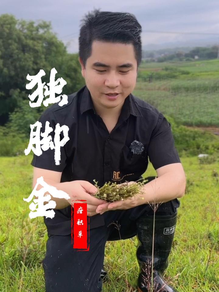 独脚金治黄疸性肝炎