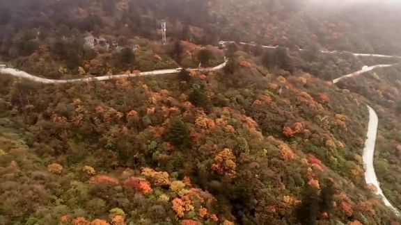 峨眉山红叶怎么去景区(请问今年11月中去峨眉山是能看到枫叶吗？我..)