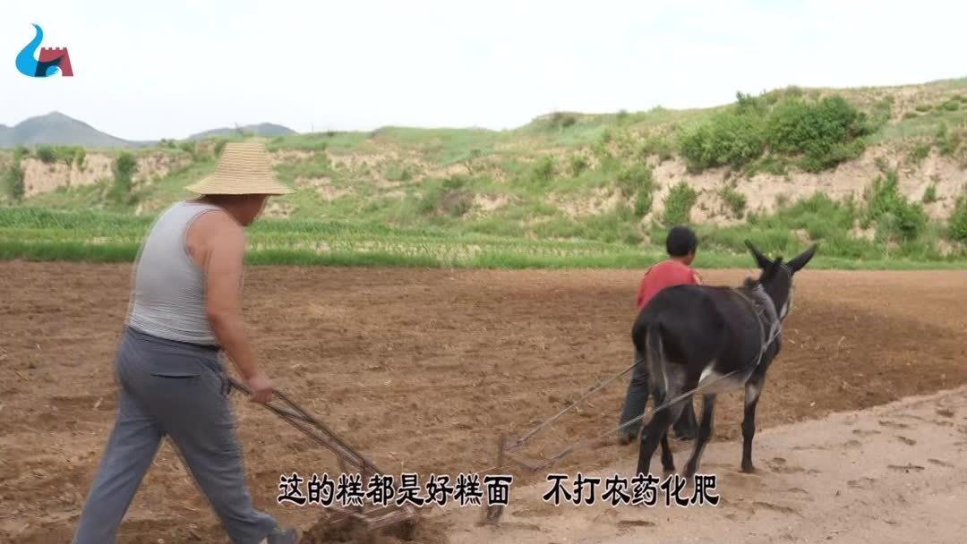 黍与水稻(07/05更新)