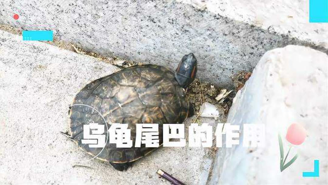 乌龟的尾巴有什么作用？