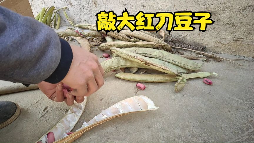 刀豆子的功效与作用