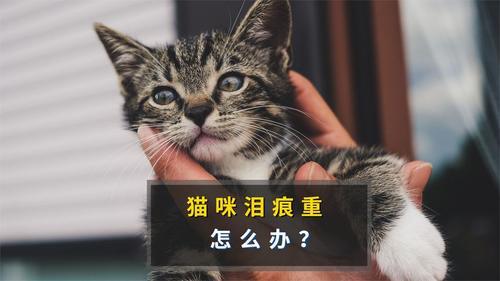 怎么除去猫咪泪痕最有效