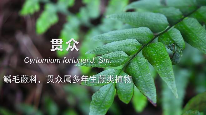 贯众是什么植物(07/05更新)