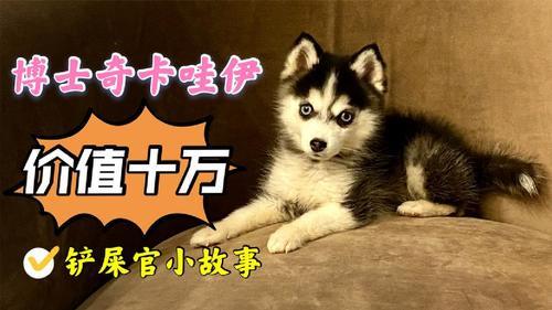 博美犬跟哈士奇哪个好