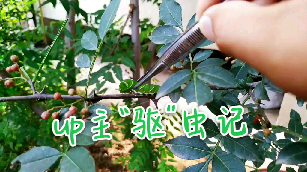 花椒树驱虫还是招虫?(01/08)