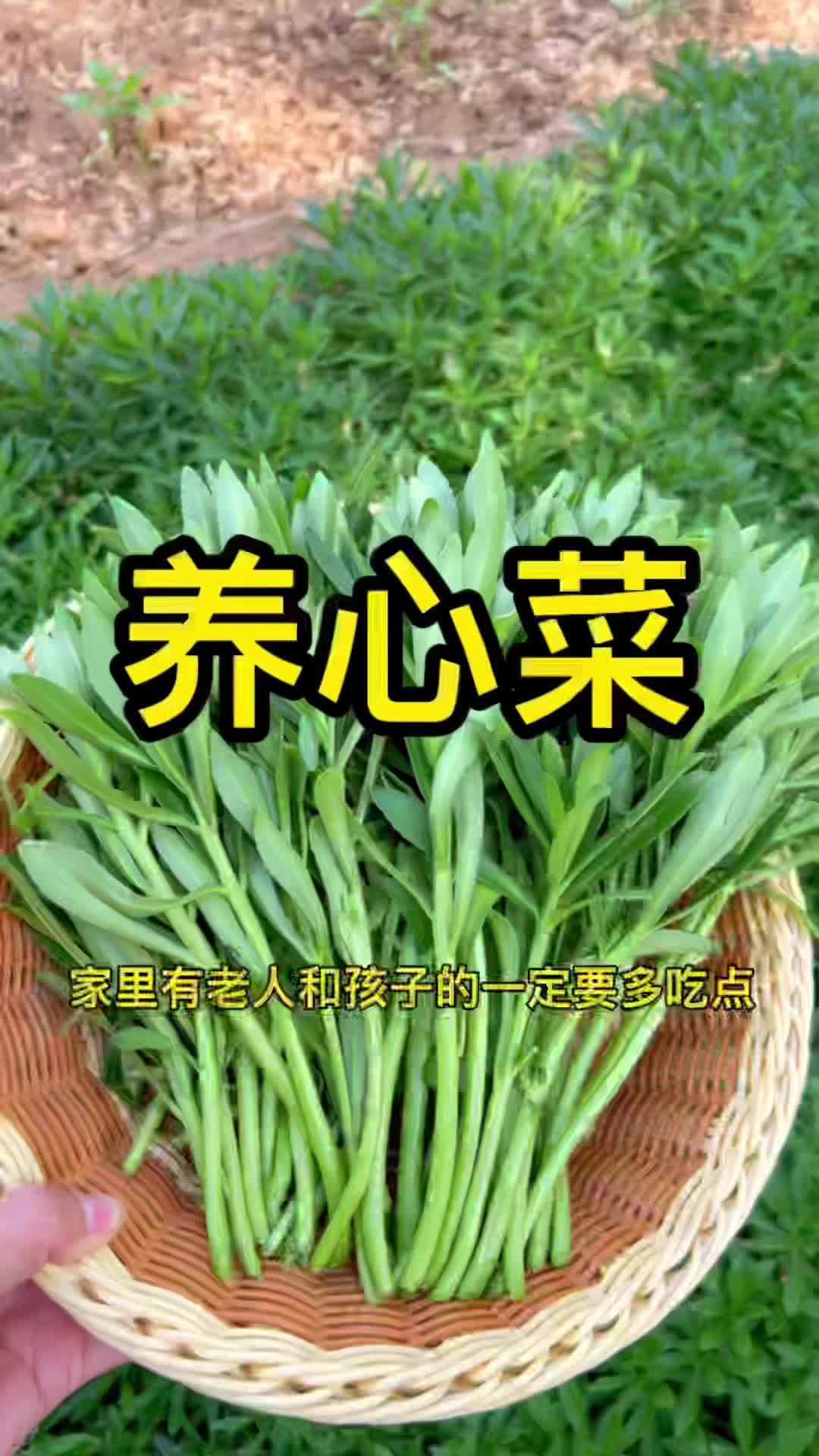 快手上吃什么菜补钙