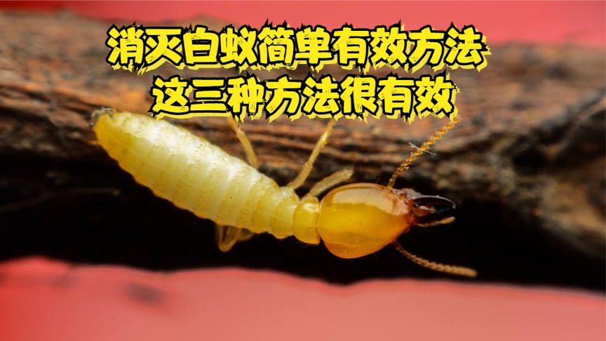 怎么有效消灭白蚁？(01/04)