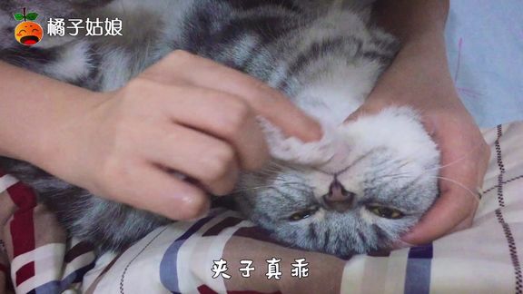 猫喝茶叶水怎么治疗