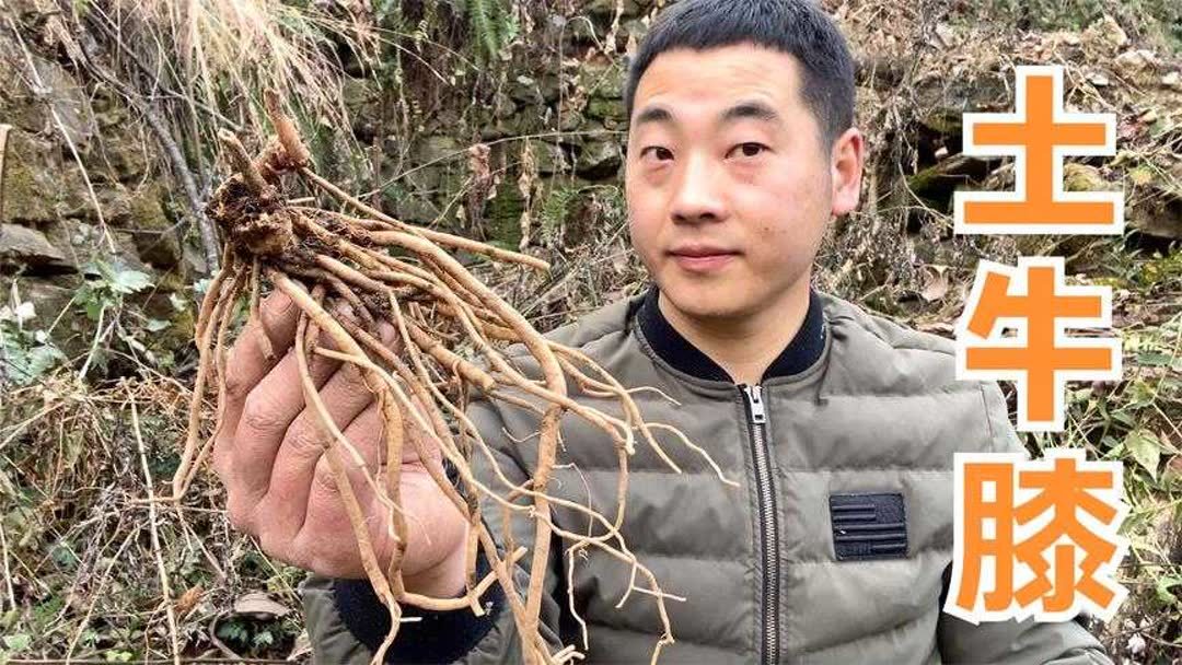 牛膝的功效与作用(请介绍中草药牛膝有什么功效?)