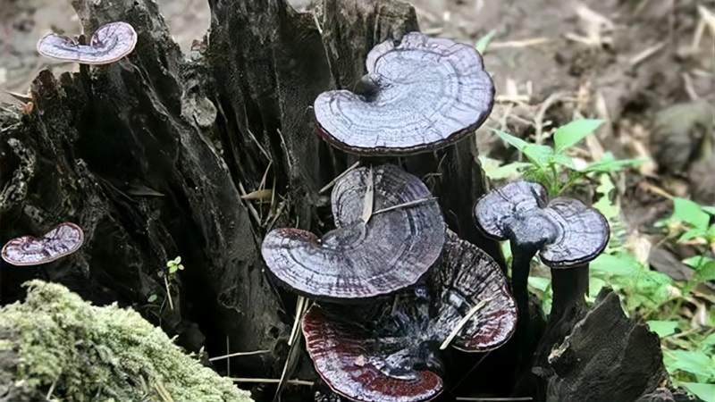 官灵芝怎么吃最有效(灵芝的功效与作用及食用方法)