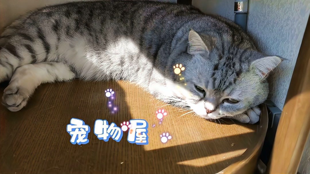猫胃溃疡吃什么药管用呢