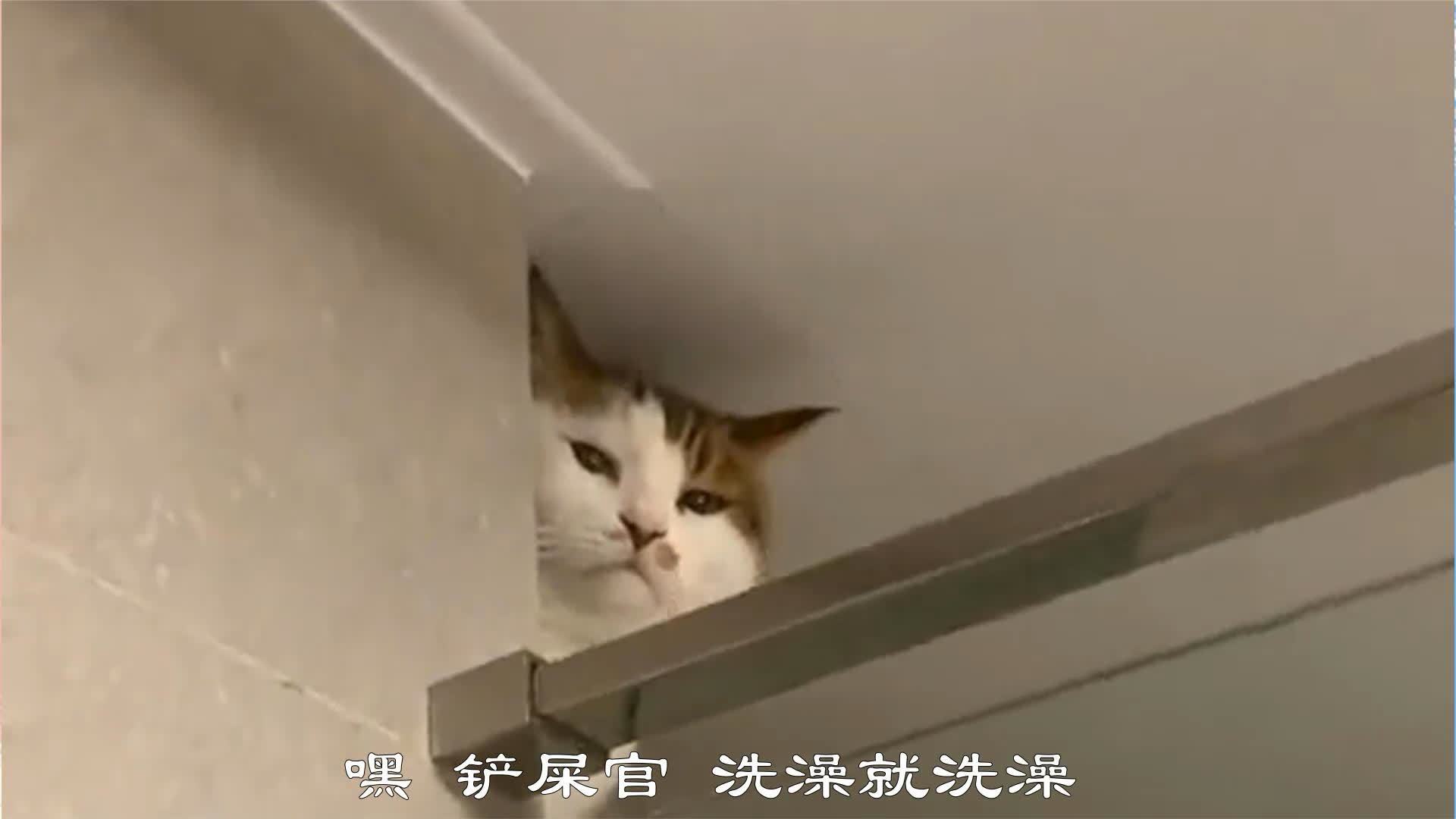 怎么惩罚猫咪洗澡最有效(猫洗澡不乖怎么办？)