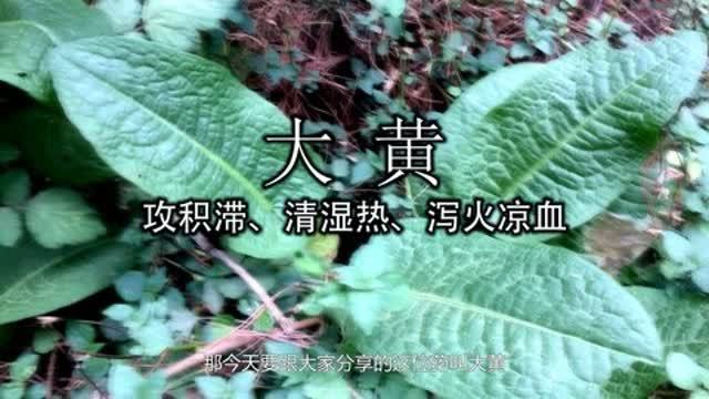 中药大黄的功效与作用(中药大黄与泽泻一起会有什么作用)