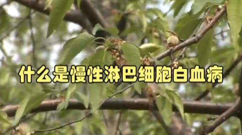 淋巴细胞百分比偏高多少才算危险