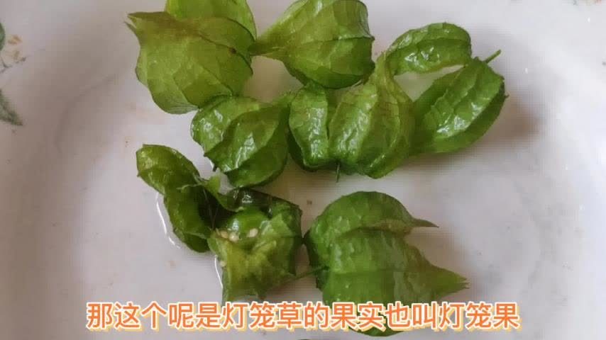 灯笼草的功效与作用(03/20更新)