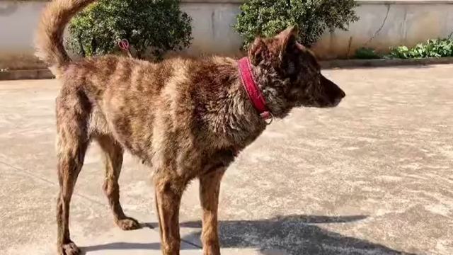 中华田园犬伤口治疗方法及症状和用药(狗的伤口形成漏道怎么处理)