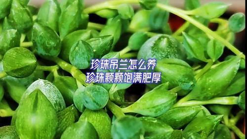 珍珠吊兰 作用(珍珠吊兰有哪些作用？珍珠吊兰的功效与作用)