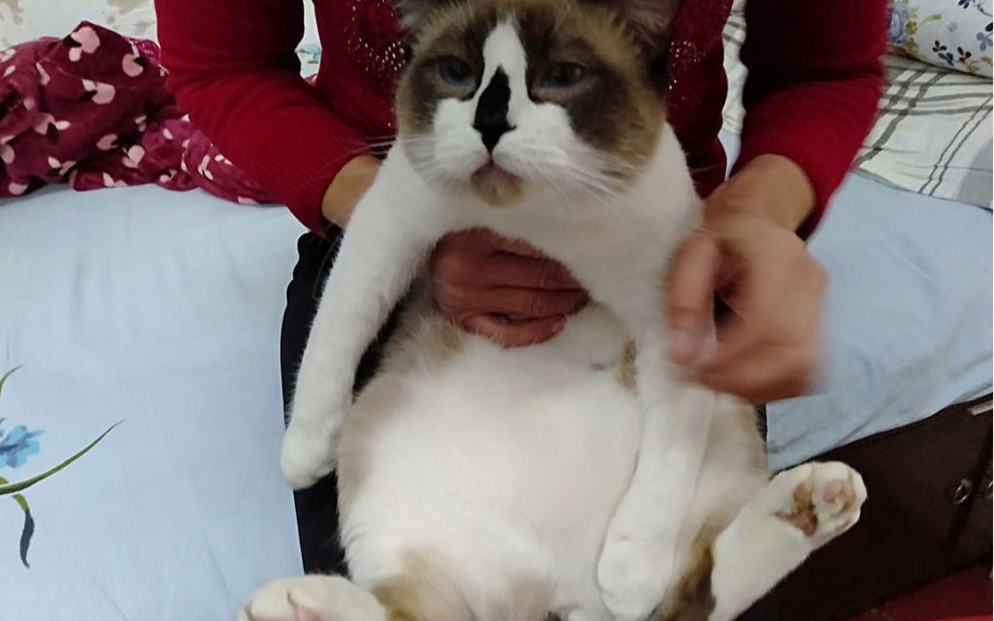 踩到猫屎怎么洗？