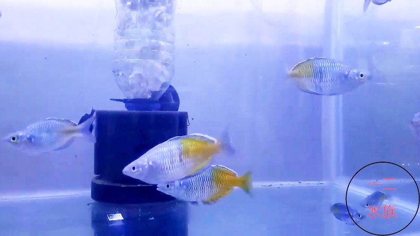 人们对苹果的爱称是什么？