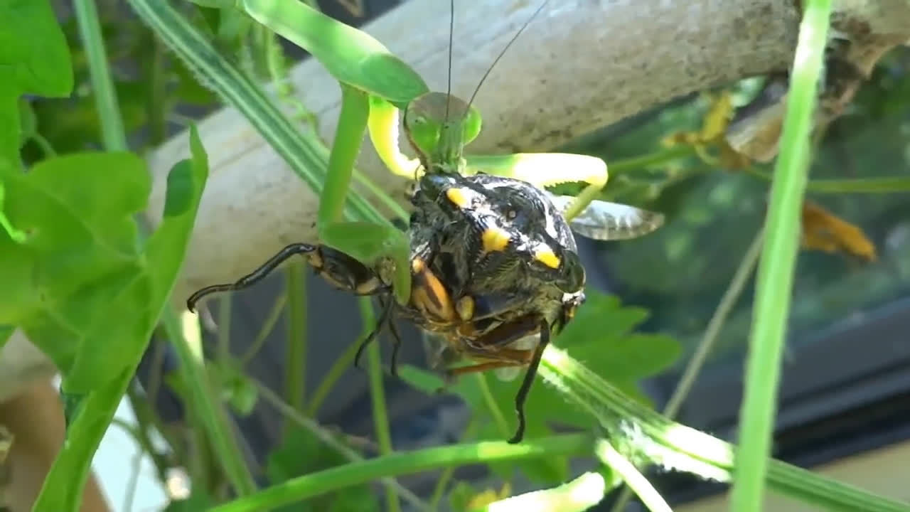 螳螂捕蝉读音