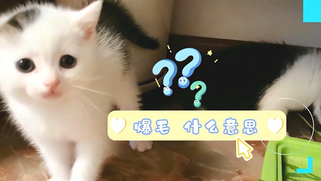 长毛猫的毛什么时候变长？