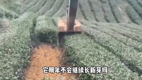 怎么挖茶叶最快最有效(茶叶什么时候摘最合适?)