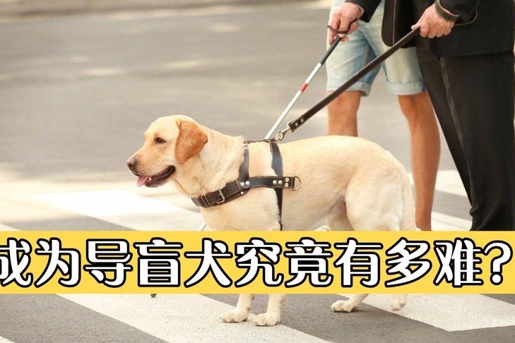 养导盲犬的小孩好不好(男生养金毛好还是拉布拉多好？)