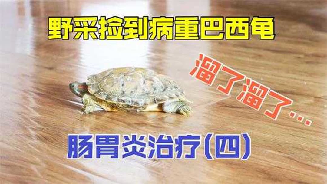 乌龟如何治疗肠胃疾病