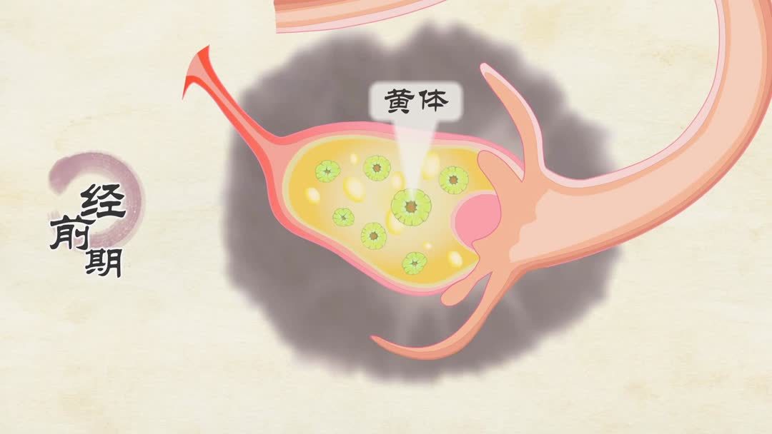 女性多囊是什么原因引起的