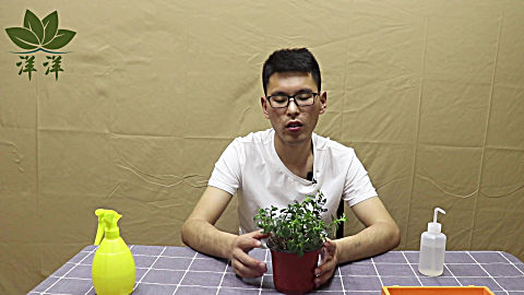 骨碎补的作用与功效 骨碎补食用禁忌