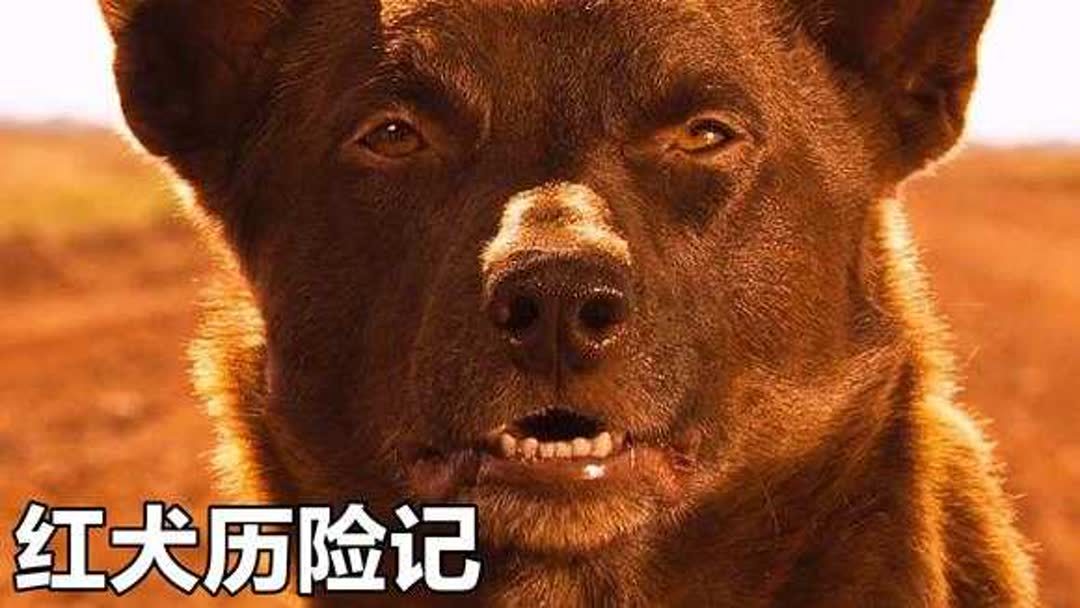 关于狗狗的高分电影