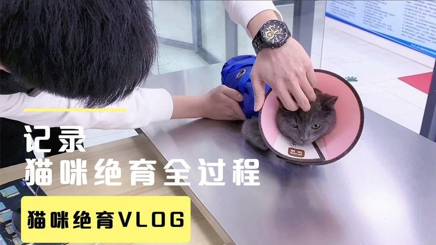 给公猫做绝育手术要疼几天？