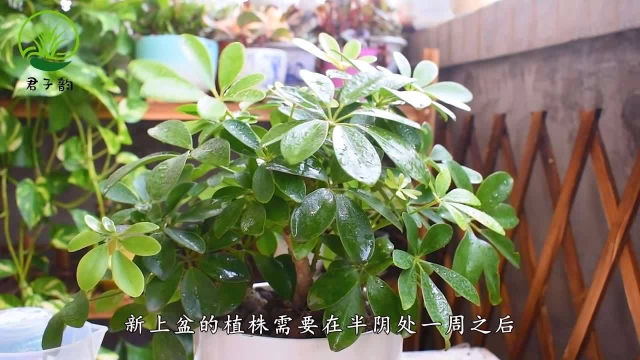 葱茏造句(03/20更新)