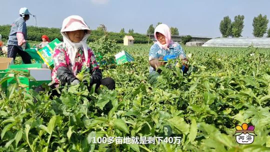 一大亩等于多少市亩