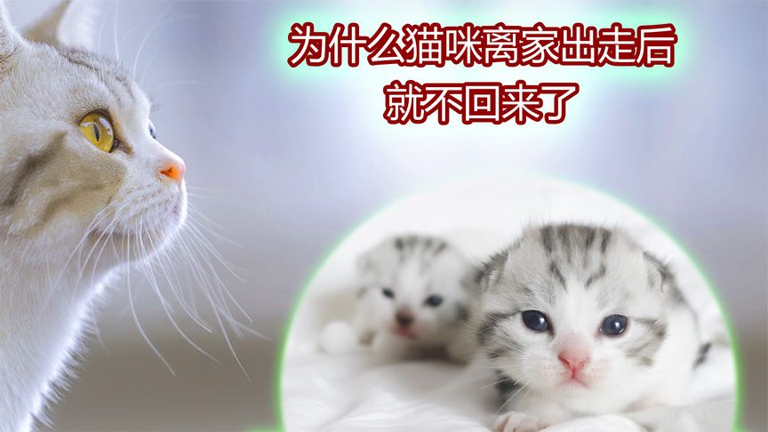 猫咪多久不回家就不会回来了？(猫咪好多天没有回家了，这是怎么回事？)