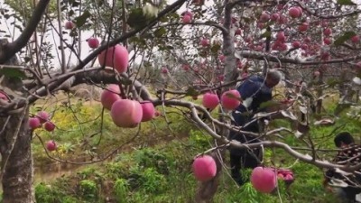 红富士苹果产地在哪里