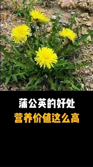 蒲公英的功效作用与主治