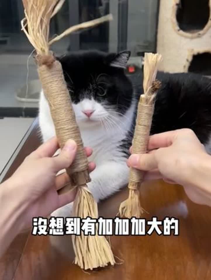 猫咪磨牙最有效的办法(01/29更新)