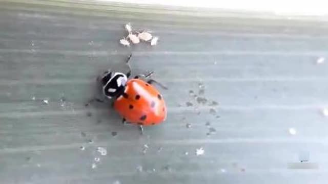 瓢虫吃什么