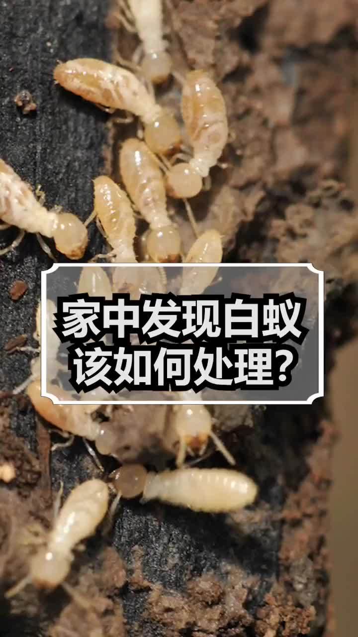 怎样去除白蚂蚁最有效