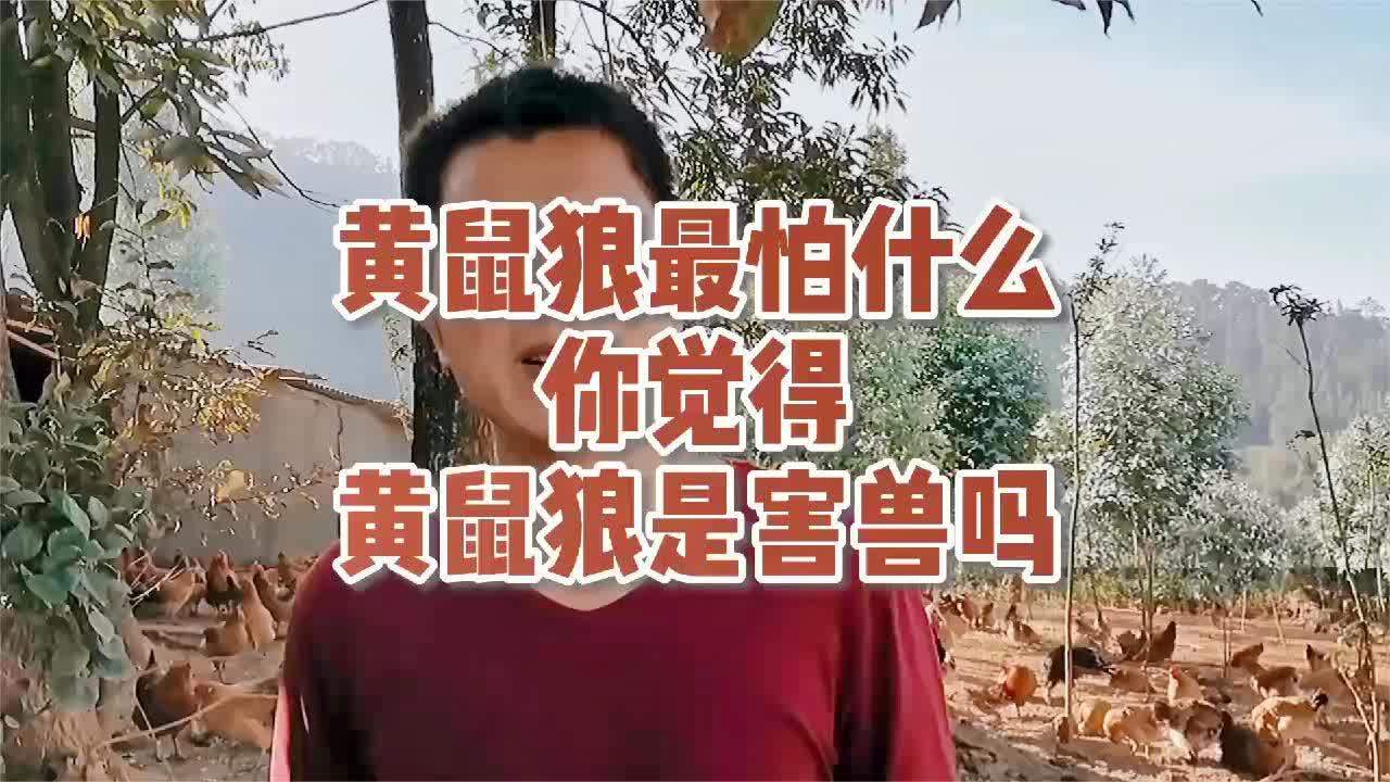 黄鼠狼怕什么气味一闻就跑