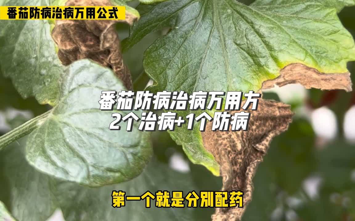 西红柿的10大治病功效(01/13)